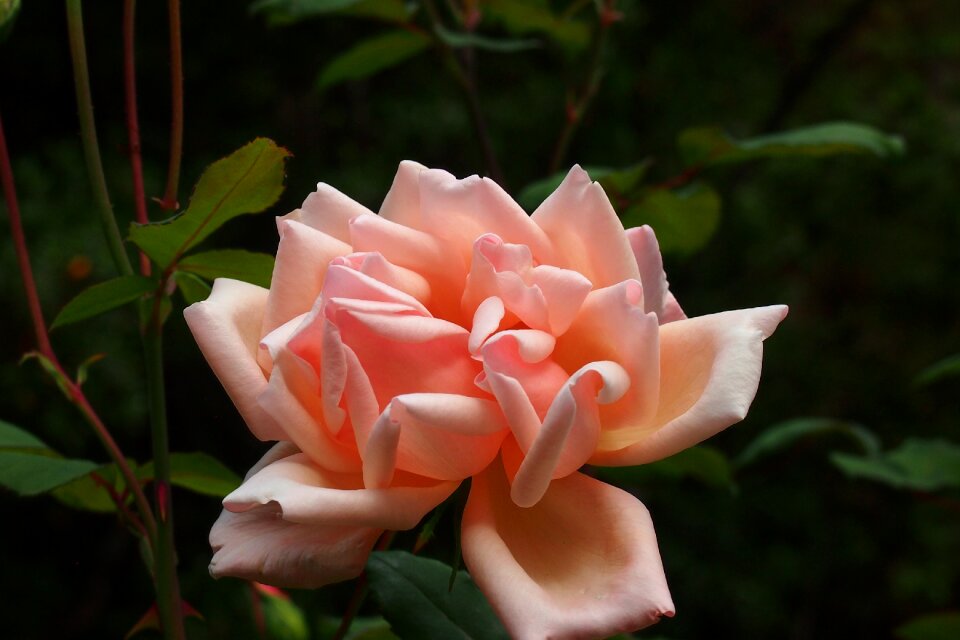 Pink fading petals