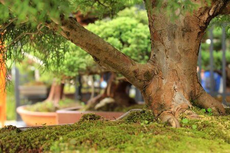 Trunk nature green