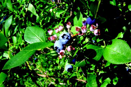 Blueberries healthy food fruit