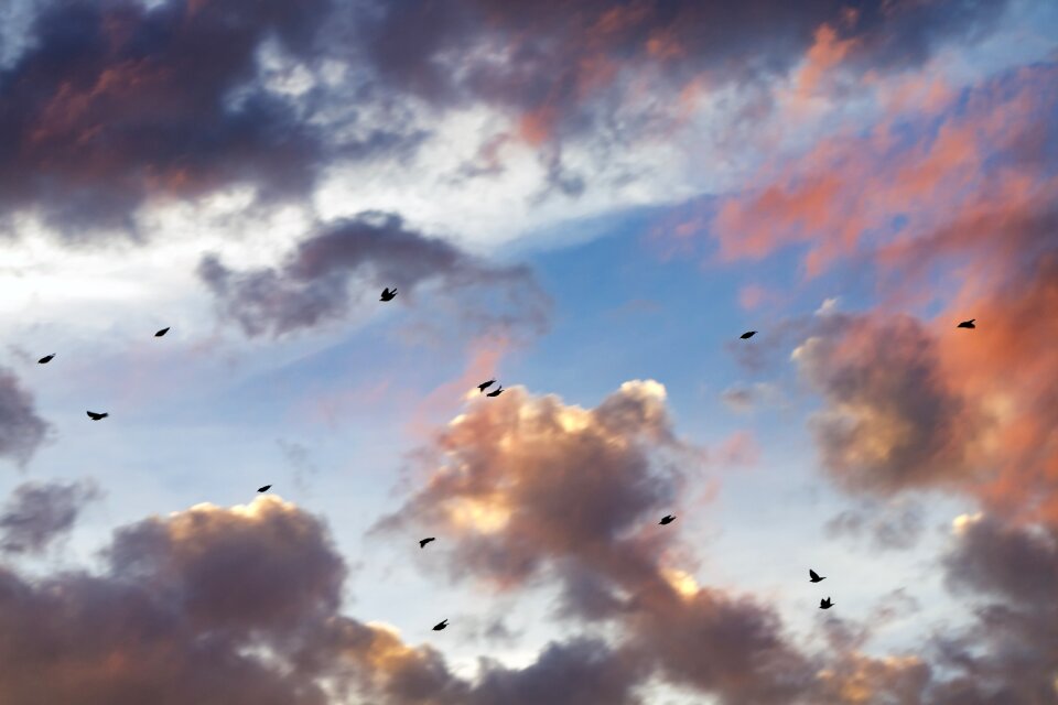 Birds nature sunlight