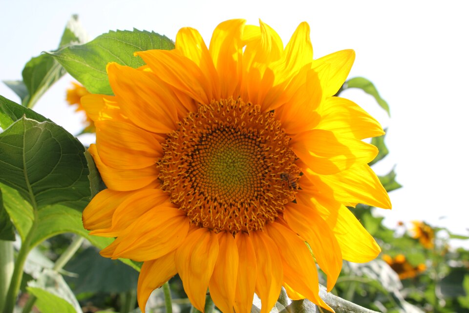 Fresh flowering sunflower field