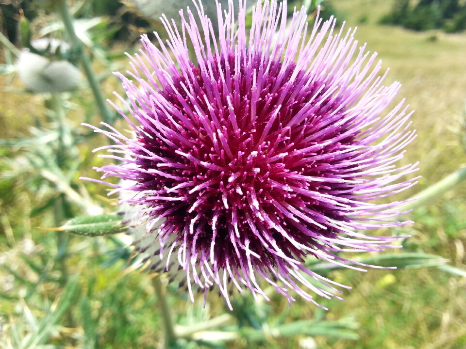 Milk thistle blossom wildflower