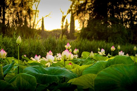 Pond nature landscape photo