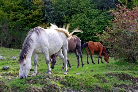 National park of abruzzo pasture prato