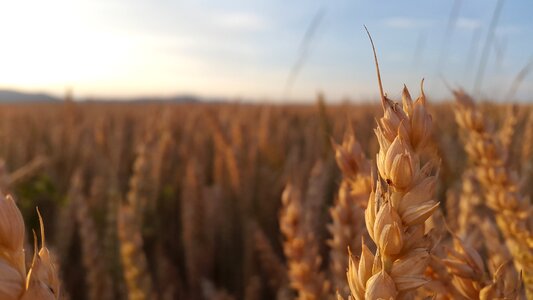 Summer the production of grain ears