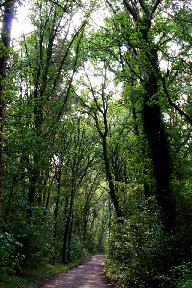Park landscape away
