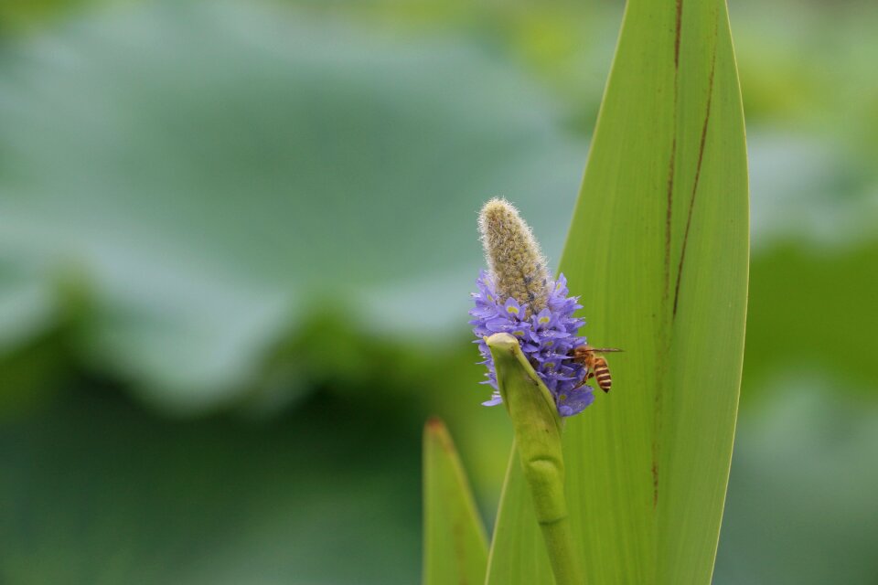 Blur plant purple flowers