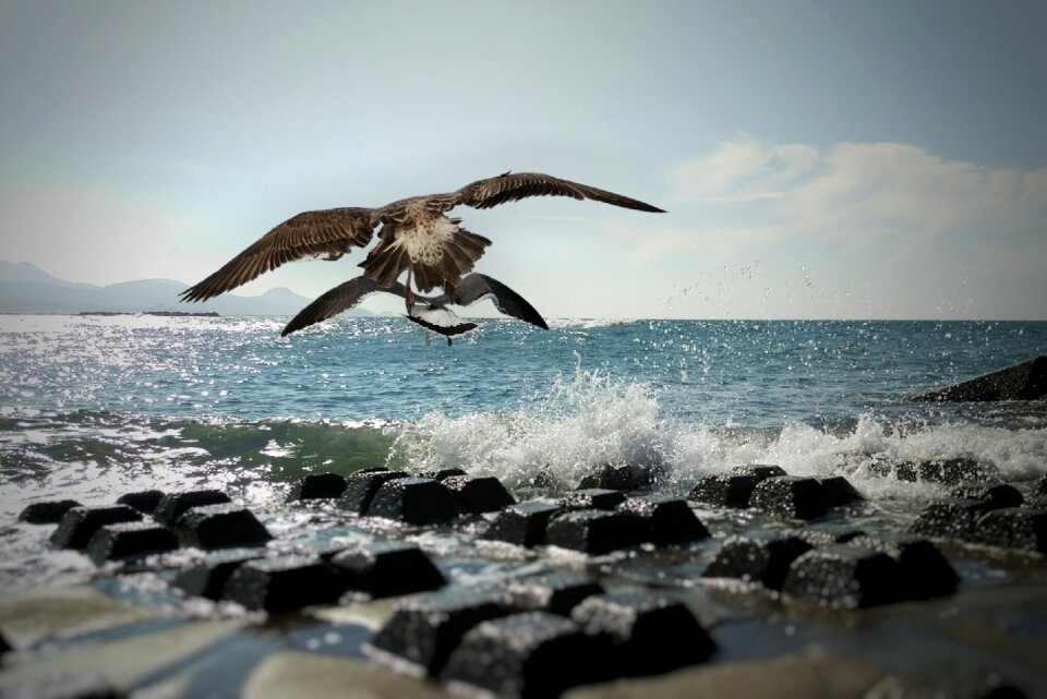 Seagull birds of the sea wild birds