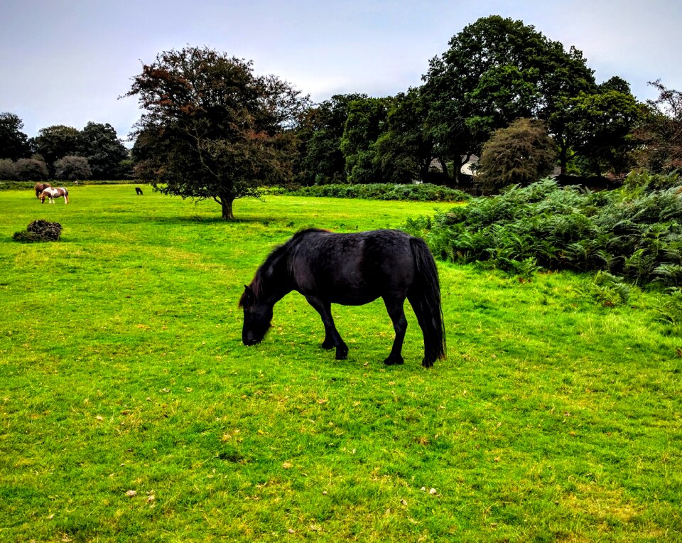 Nature rural cornwall