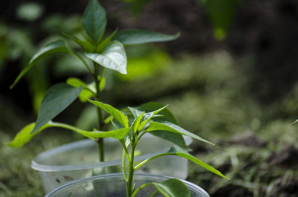 Green house growth leaf