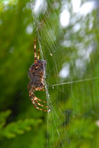 Nature macro legs photo