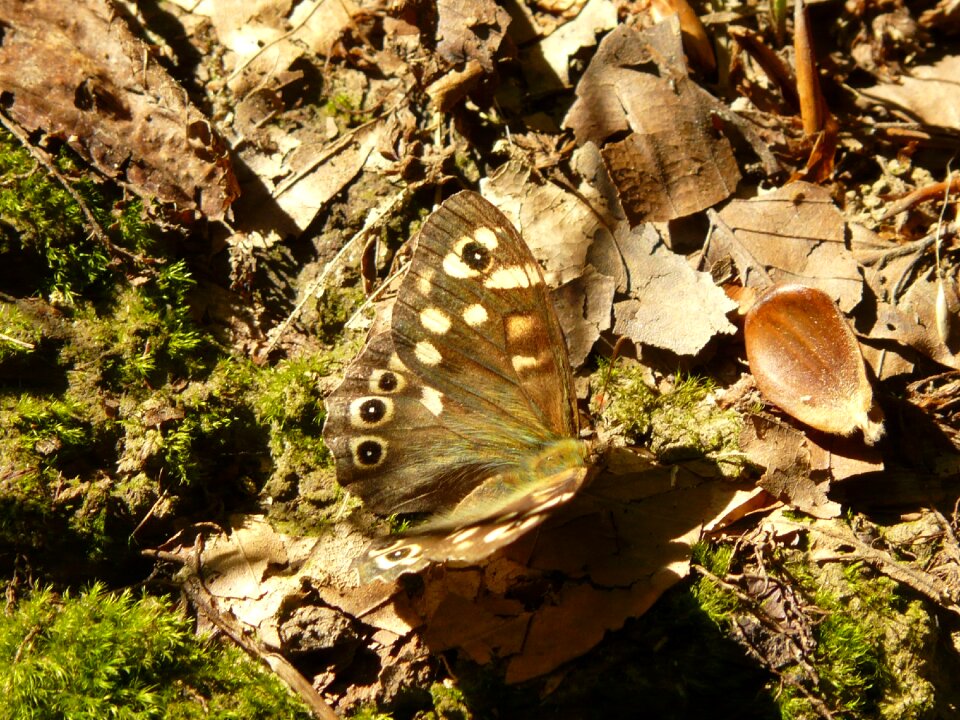 Nature arthropod fauna