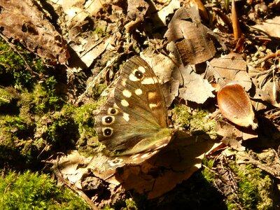 Nature arthropod fauna