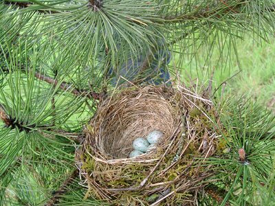 Bird œuf nest