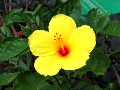 Summer yellow flower