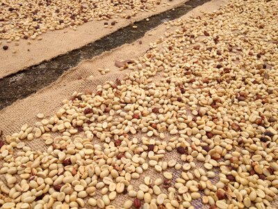 Coffee raw agriculture