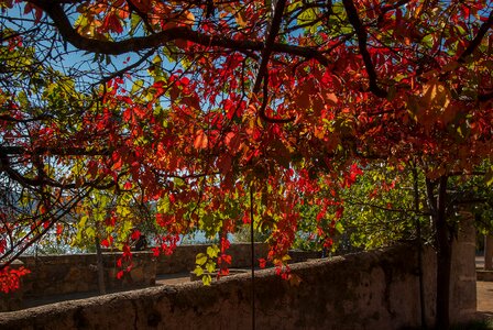 Creeper fall foliage