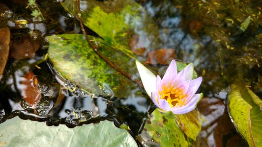 Flower water botanical garden