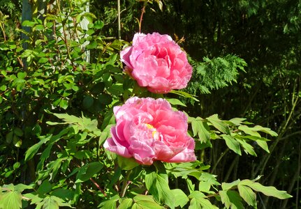 Plant spring petals
