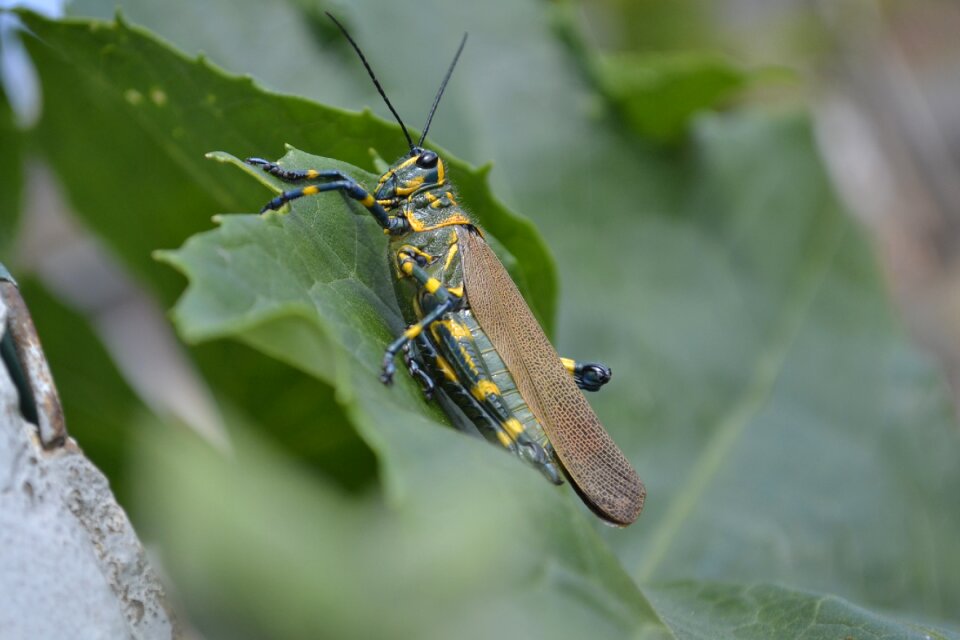 Insect anim animal