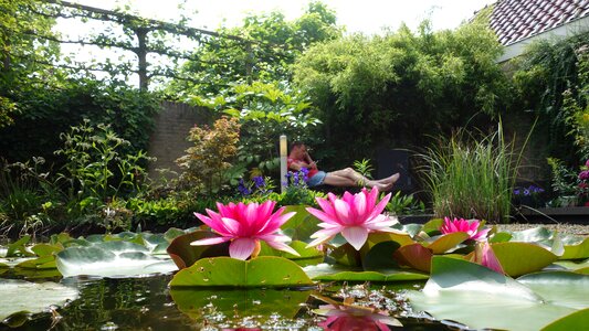 Water fauna water lily sheet