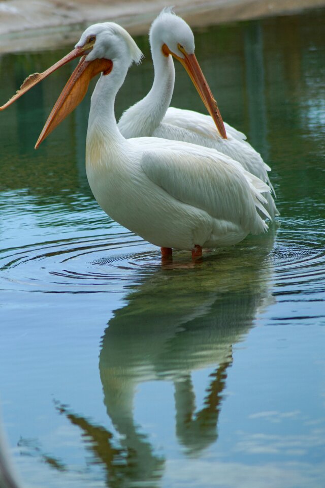 Nature birds