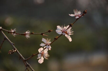 White blossom spring