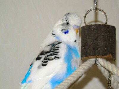 Blue white harlequin photo