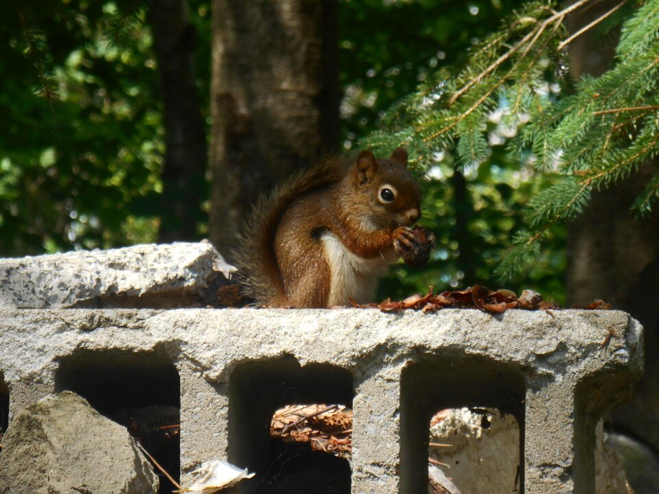 Nature animal fauna