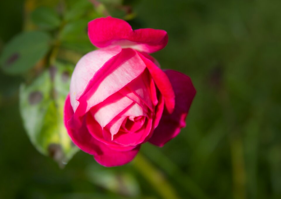 Petals autumn rosa