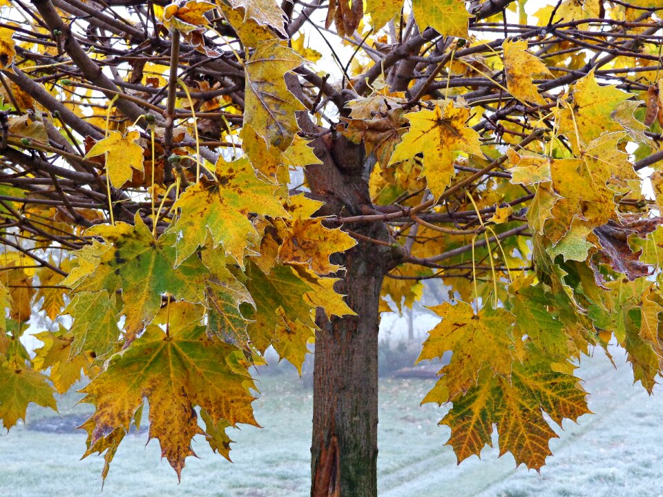 Yellow leaves nature autumn gold