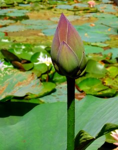 Flower nelumbo nucifera indian lotus