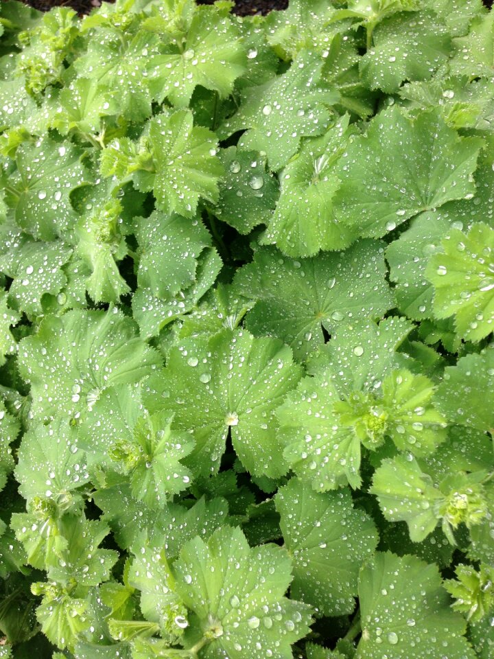 Drop of water drip plant photo