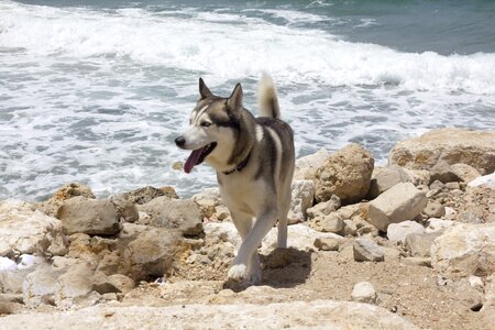 Water pet beach