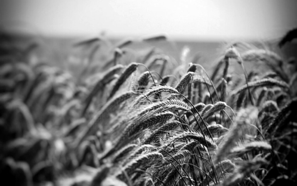 Landscape field cereals