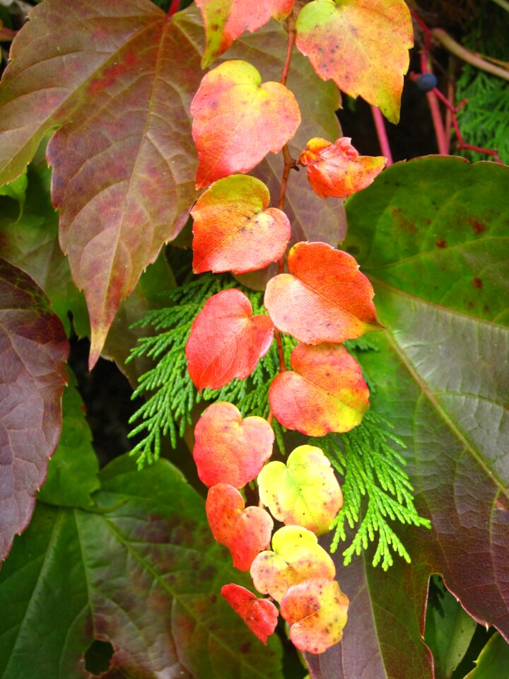 Garden in autumn wine partner fir and wine