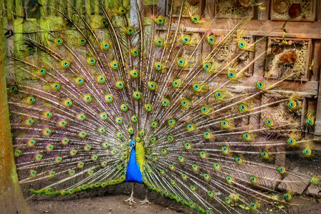Vivarium peacock radschlagender peacock