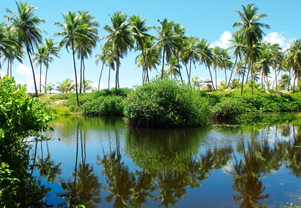 Lagoon palm trees reflections