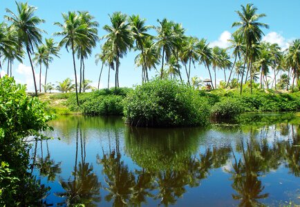 Lagoon palm trees reflections