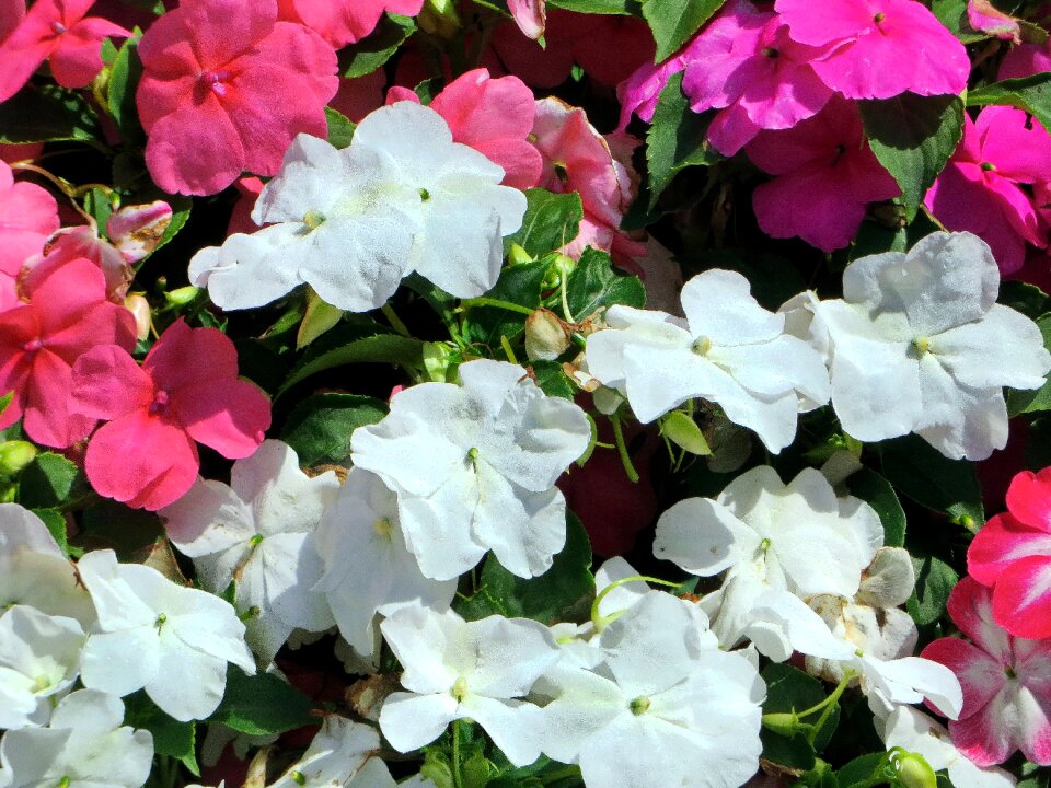 White flowers bouquet petals