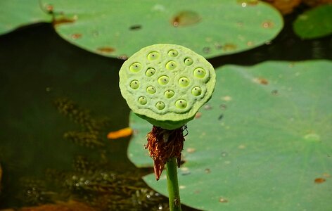 Flower white nelumbo nucifera photo