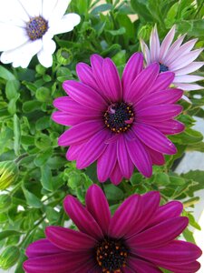 White green magenta
