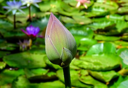 Flower nelumbo nucifera indian lotus photo