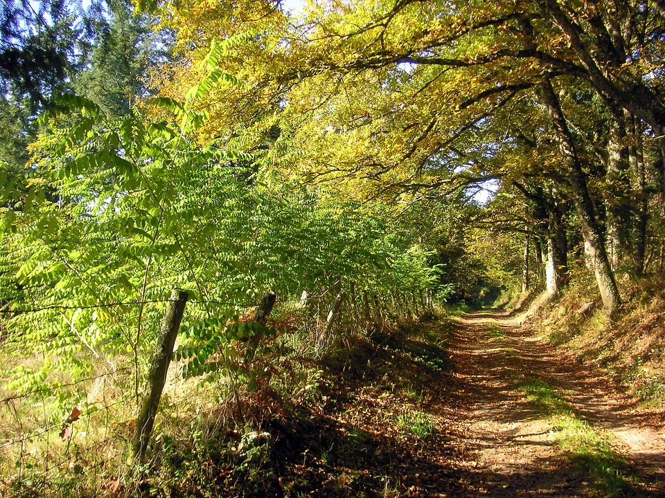 Leaves foliage nature