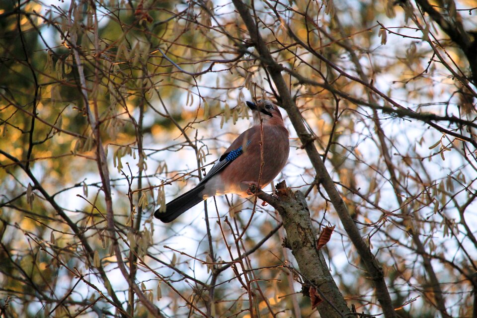 Bird jay aesthetic