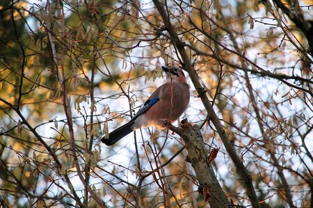 Bird jay aesthetic