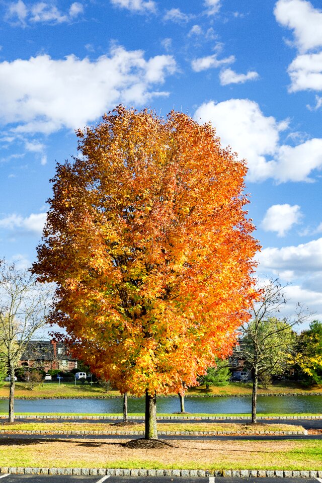 Fall leaves autumn fall trees photo