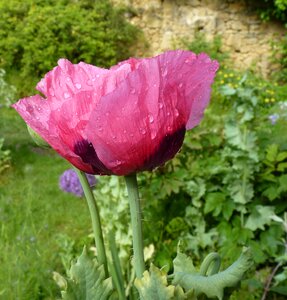 Pink poppy flowers garden