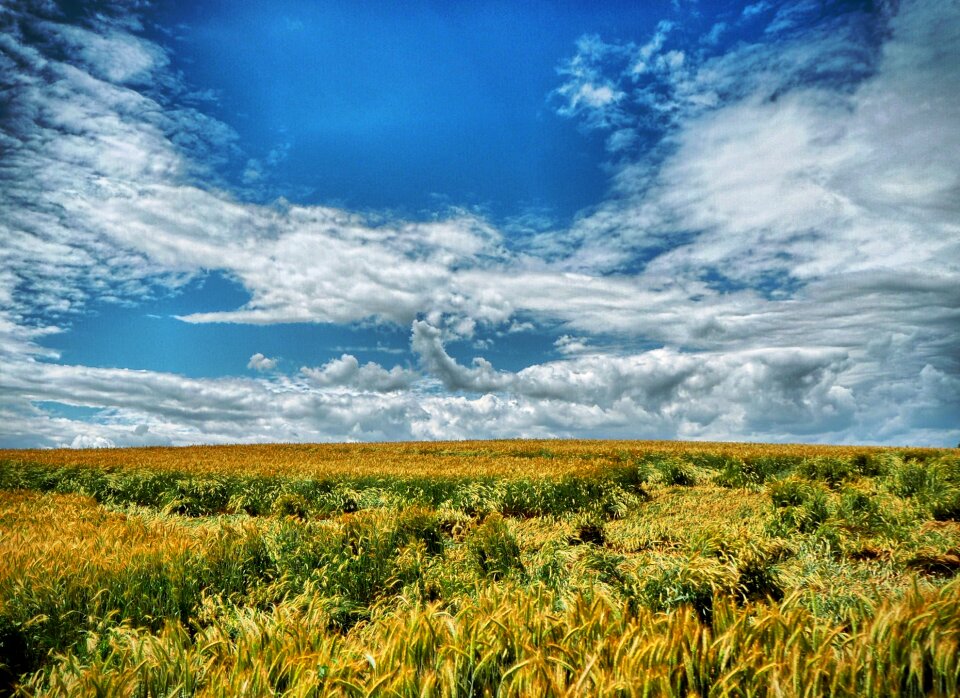 Wheat nature summer
