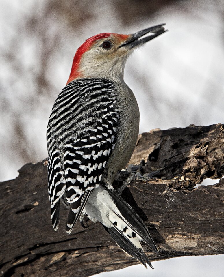 Wild plumage wildlife